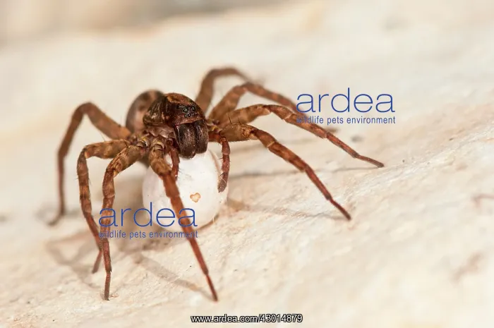  : Ground Wolf Spider female with egg sac