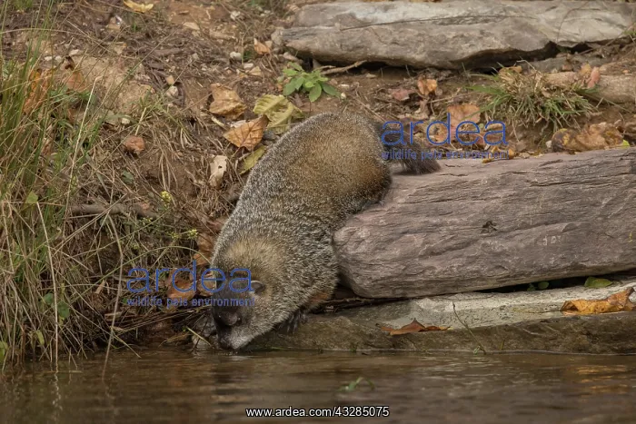 : groundhog (Marmota monax), also known as a woodchuck, a rode : groundhog (Marmota monax), also known as a woodchuck, a rode