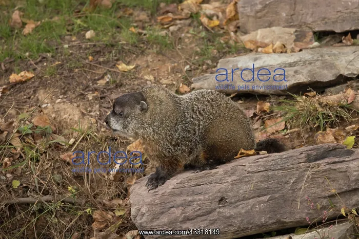 : groundhog (Marmota monax), also known as a woodchuck, a rode : groundhog (Marmota monax), also known as a woodchuck, a rode