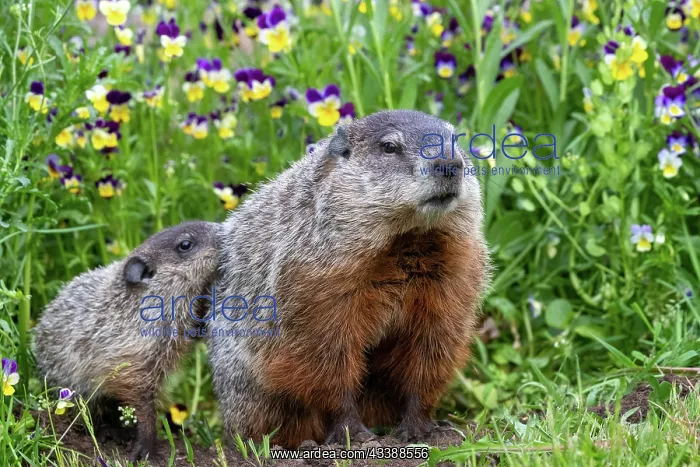 : GROUNDHOG OR WOODCHUCK : GROUNDHOG OR WOODCHUCK