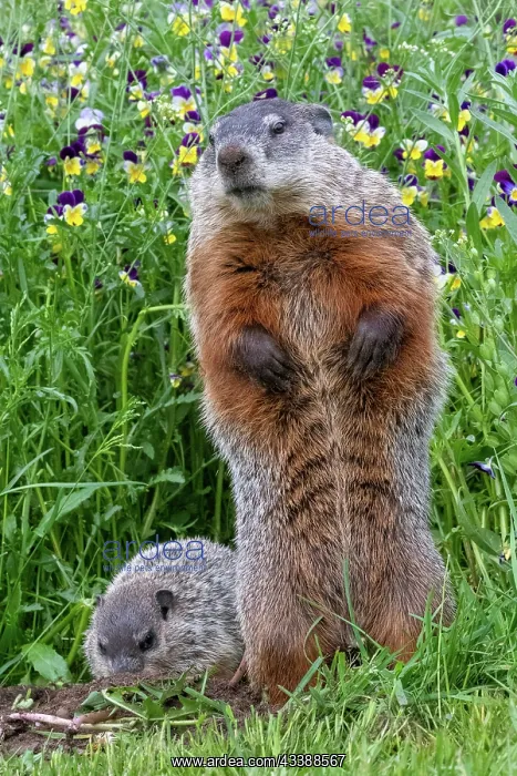 : GROUNDHOG OR WOODCHUCK : GROUNDHOG OR WOODCHUCK