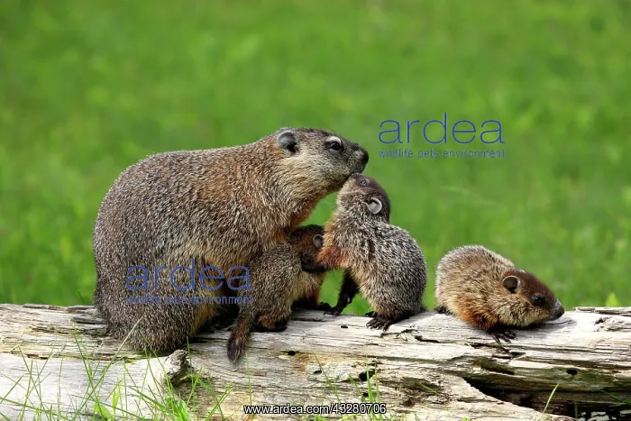 : Groundhog, Woodchuck (Marmota monax), mother with : Groundhog, Woodchuck (Marmota monax), mother with