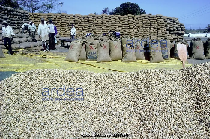 : Groundnuts - Africans processing groundnut harvest : Groundnuts - Africans processing groundnut harvest