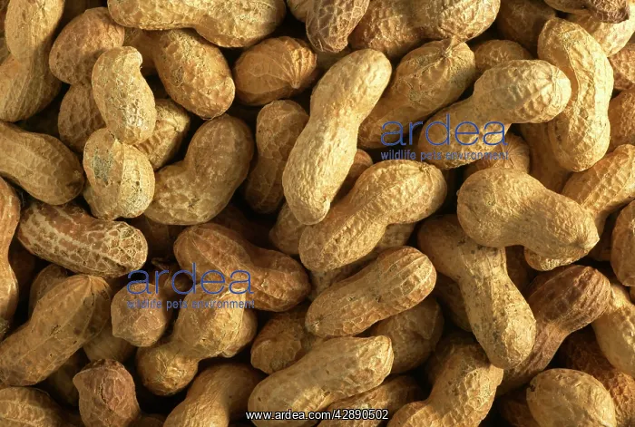  : Groundnuts  /  Peanuts