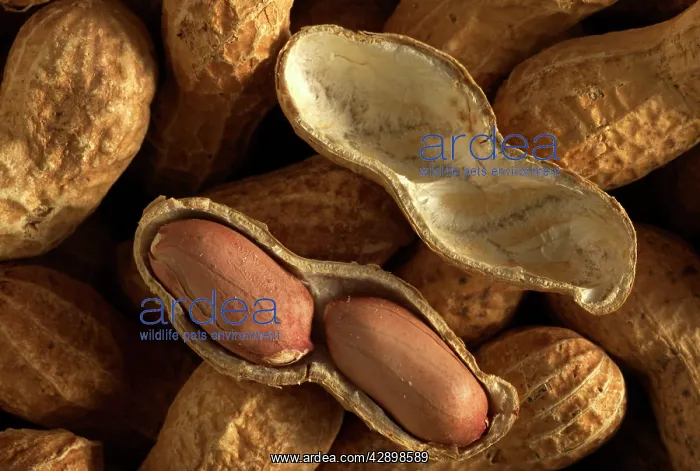  : Groundnuts  /  Peanuts - showing seed case
