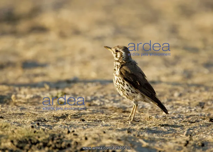 : Groundscraper Thrush - Warming itself at dawn : Groundscraper Thrush - Warming itself at dawn