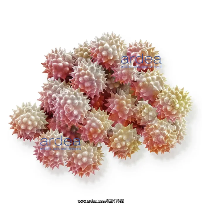 : Groundsel (Senecio vulgaris). Scanning Electron Micrograph (SEM) : Groundsel (Senecio vulgaris). Scanning Electron Micrograph (SEM)