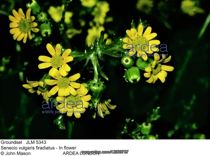 : GROUNDSEL - in flower : GROUNDSEL - in flower