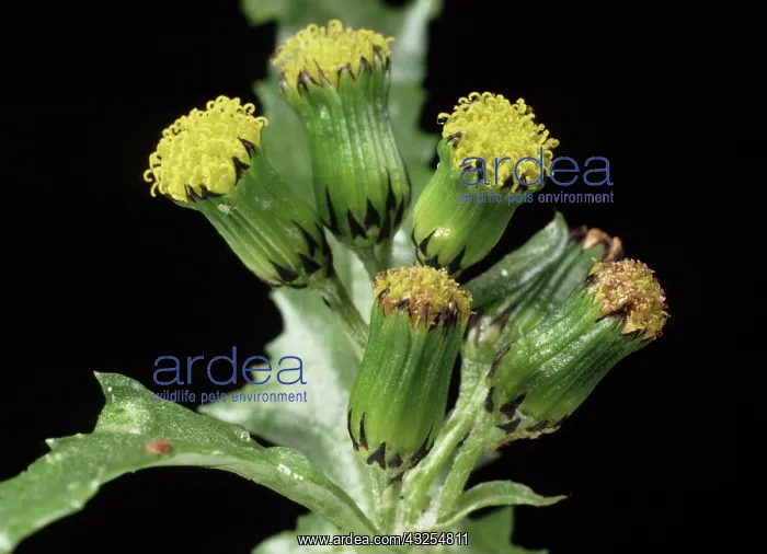 : Groundsel in flower : Groundsel in flower
