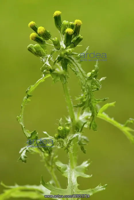 : Groundsel - in flower; common annual weed : Groundsel - in flower; common annual weed