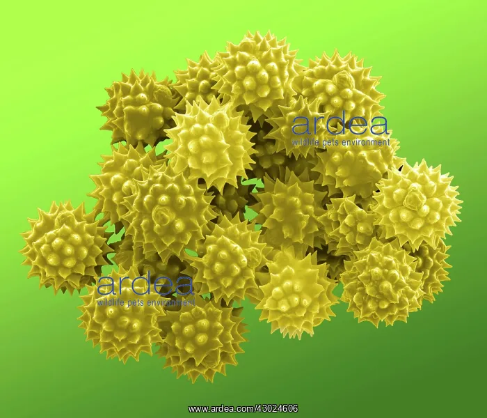 : Groundsel Pollen : Groundsel Pollen