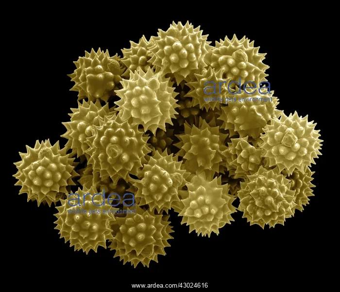 : Groundsel Pollen : Groundsel Pollen