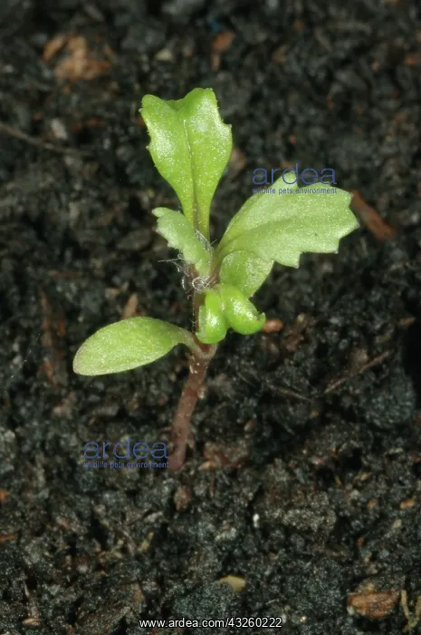 : Groundsel seedling : Groundsel seedling