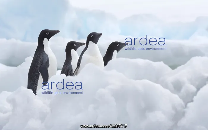 : A group of four Adelie Penguins (Pygoscelis ade : A group of four Adelie Penguins (Pygoscelis ade