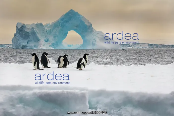 : Group of Adelie penguins (Pygoscelis adeliae) on : Group of Adelie penguins (Pygoscelis adeliae) on