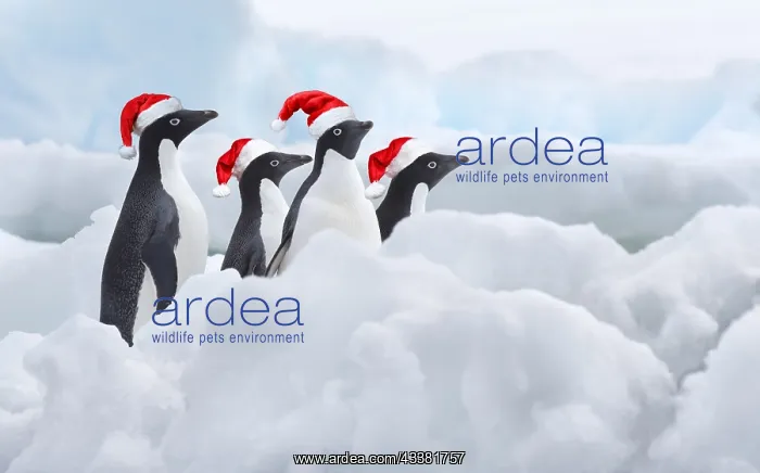 : A group of four Adelie Penguins (Pygoscelis adeliae) : A group of four Adelie Penguins (Pygoscelis adeliae)