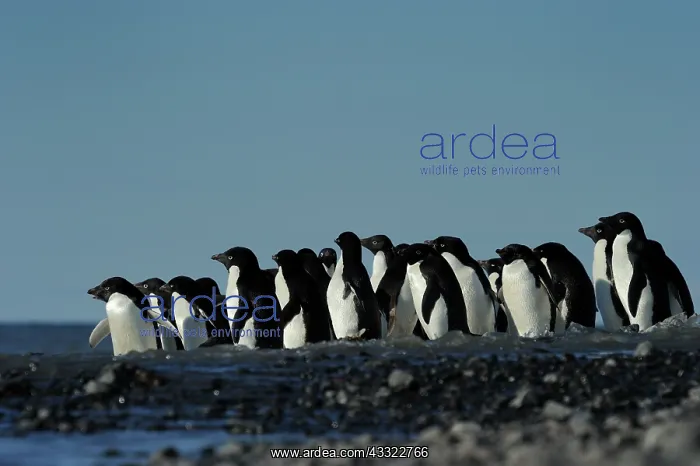 : Group of Ad?lie Penguins heistate to go into the Sea : Group of Ad?lie Penguins heistate to go into the Sea