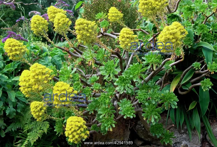 : Group of Aeonium arboreum : Group of Aeonium arboreum