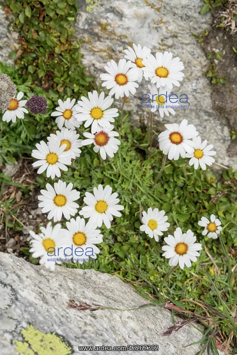 : Group of alpine moon daisy (Leucanthemopsis alpina) : Group of alpine moon daisy (Leucanthemopsis alpina)