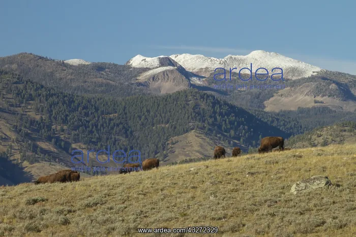  : Group of American Bisons (Bison bison) on grassy