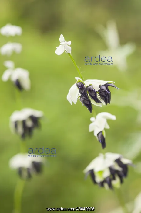 : A group of Andean sage (Salvia discolor) growing, Liguri : A group of Andean sage (Salvia discolor) growing, Liguri