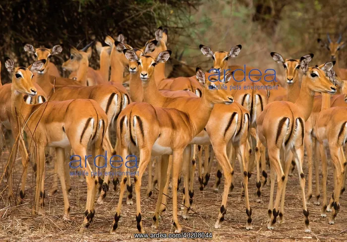 : Group of antelopes (Aepyceros melampus) are stan : Group of antelopes (Aepyceros melampus) are stan
