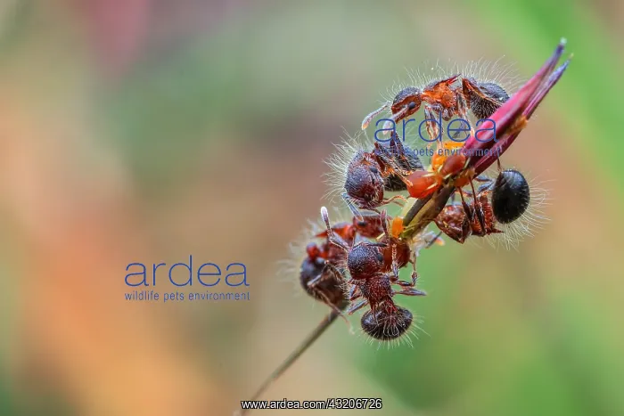 : A group of ants (Meranoplus sp.) tending aphids : A group of ants (Meranoplus sp.) tending aphids