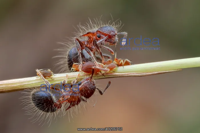 : Group of ants (Meranoplus sp.) tending aphids (Aphidoidea) : Group of ants (Meranoplus sp.) tending aphids (Aphidoidea)