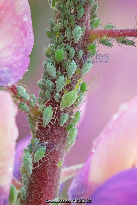 : Group of Aphids / Greenfly (Aphidoidea) family on : Group of Aphids / Greenfly (Aphidoidea) family on