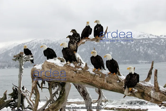 : Group of Bald Eagles perched on driftwood : Group of Bald Eagles perched on driftwood