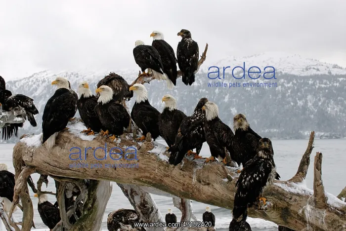 : Group of Bald Eagles perched on driftwood : Group of Bald Eagles perched on driftwood