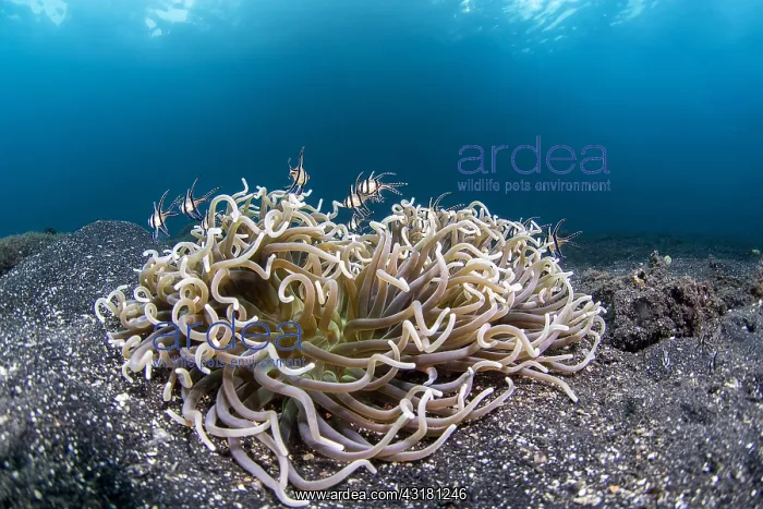  : Group of Banggai cardinal fishes (Pterapogon kauderni)