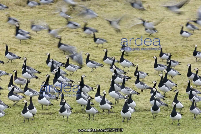 : Group of Barnacle Geese (Branta leucopsis), The : Group of Barnacle Geese (Branta leucopsis), The