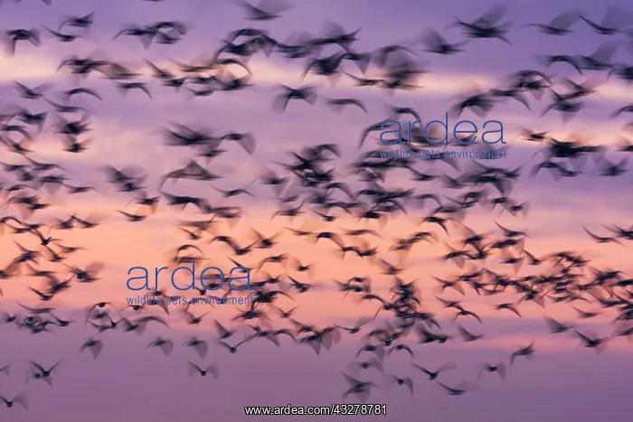 : Group of Barnacle Geese (Branta leucopsis) in f : Group of Barnacle Geese (Branta leucopsis) in f