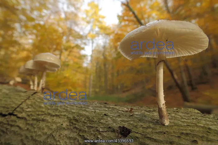 : Group Beech slime mould on a tree trunk in autumn : Group Beech slime mould on a tree trunk in autumn