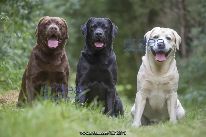 : Group of Black, Chocolate and Yellow Labrador : Group of Black, Chocolate and Yellow Labrador