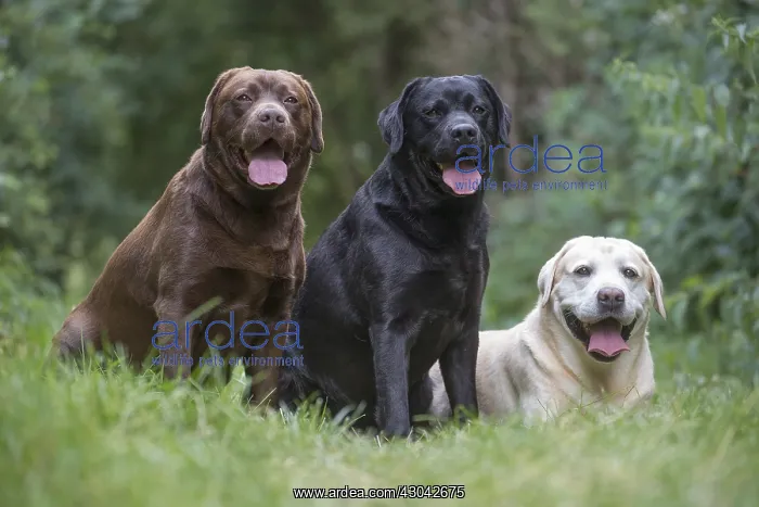 : Group of Black, Chocolate and Yellow Labrador : Group of Black, Chocolate and Yellow Labrador