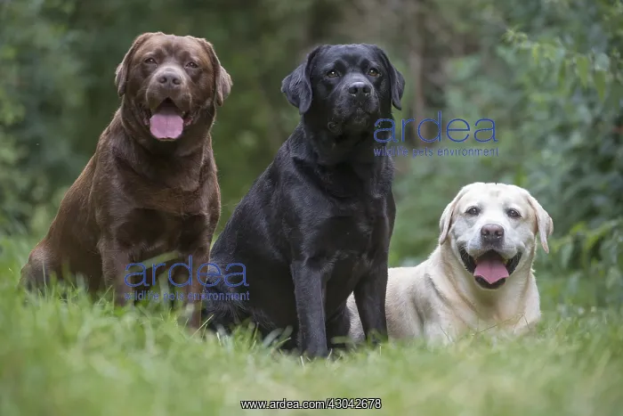 : Group of Black, Chocolate and Yellow Labrador : Group of Black, Chocolate and Yellow Labrador