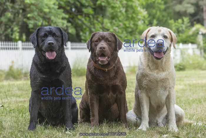 : Group of Black, Chocolate and Yellow Labrador : Group of Black, Chocolate and Yellow Labrador