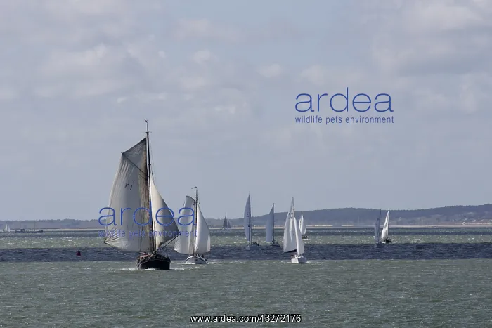 : Group of boats sailing on the wadden sea. The Netherlands : Group of boats sailing on the wadden sea. The Netherlands