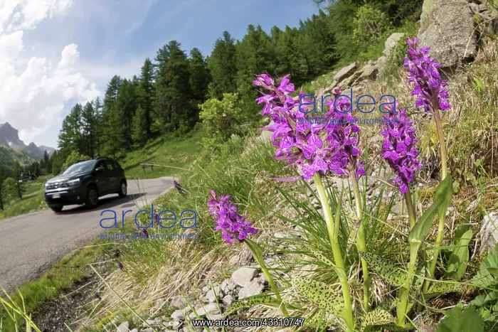 : A group of broad-leaved marsh orchid (Dactylorhiza : A group of broad-leaved marsh orchid (Dactylorhiza
