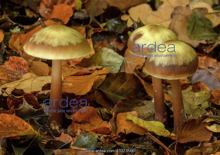 : Group of Butter Cap fungi, Rhodocollybia butyracea : Group of Butter Cap fungi, Rhodocollybia butyracea