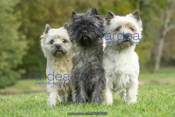 : Group of three Cairn Terrier dogs outdoors : Group of three Cairn Terrier dogs outdoors