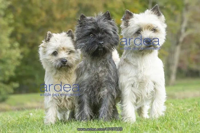 : Group of three Cairn Terrier dogs outdoors : Group of three Cairn Terrier dogs outdoors