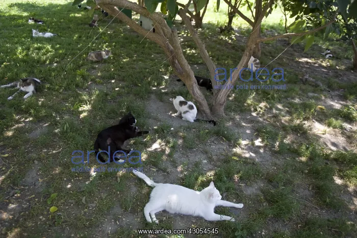 : Group of cats at the SPCA in Provence France : Group of cats at the SPCA in Provence France
