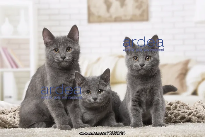  : Group of three Chartreux kittens indoors
