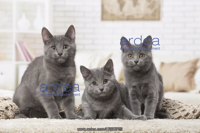  : Group of three Chartreux kittens indoors