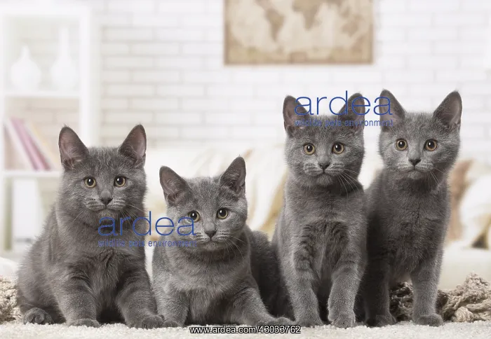  : Group of four Chartreux kittens indoors