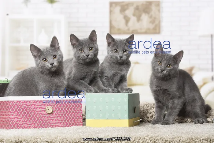  : Group of four Chartreux kittens indoors