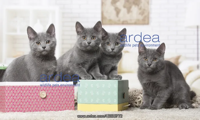  : Group of four Chartreux kittens indoors